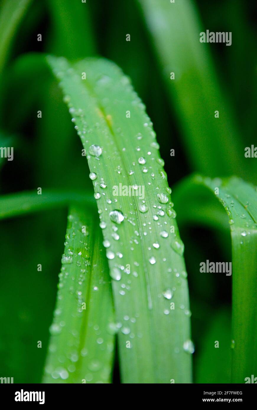 Raindrops on Leaf no.3 Stock Photo