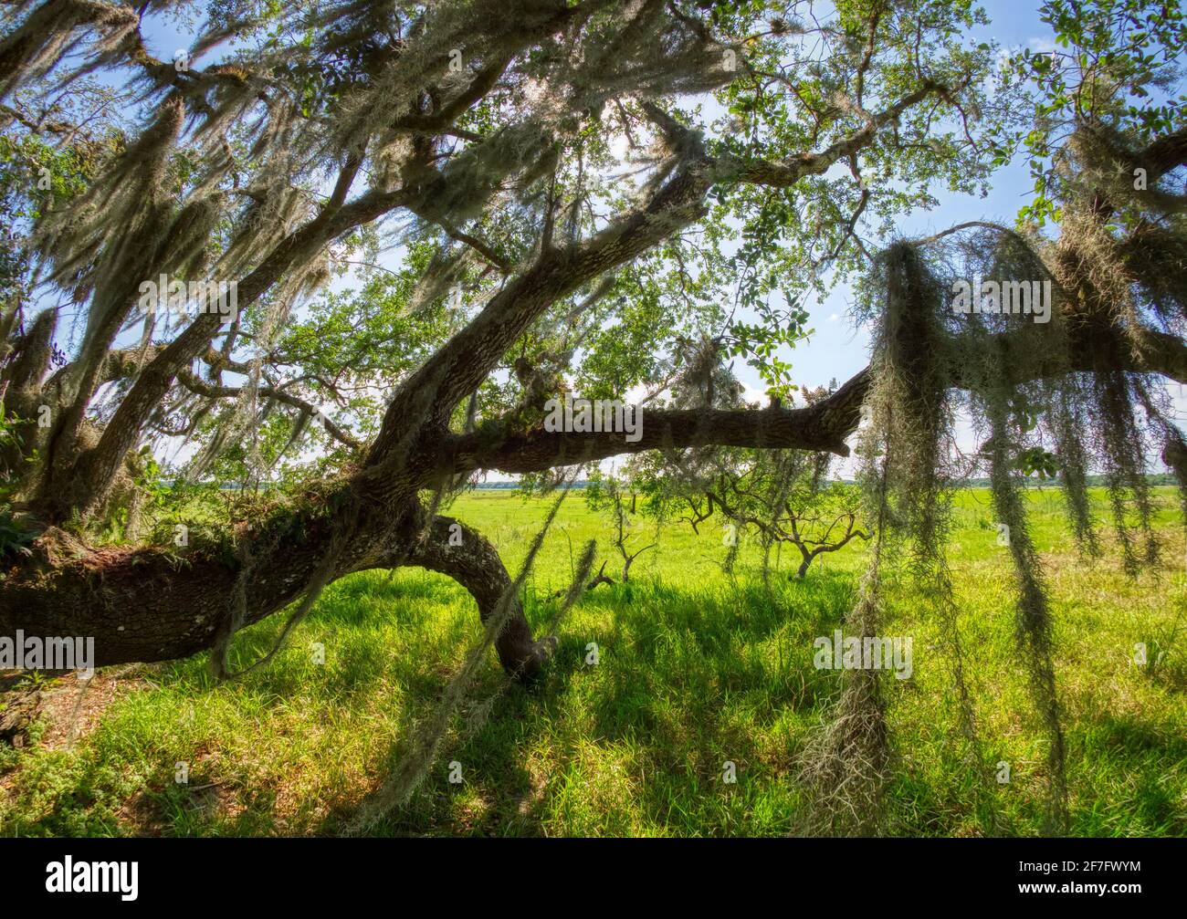 Live Oak tree with Spanish Moss overhanging green field in Myakka River