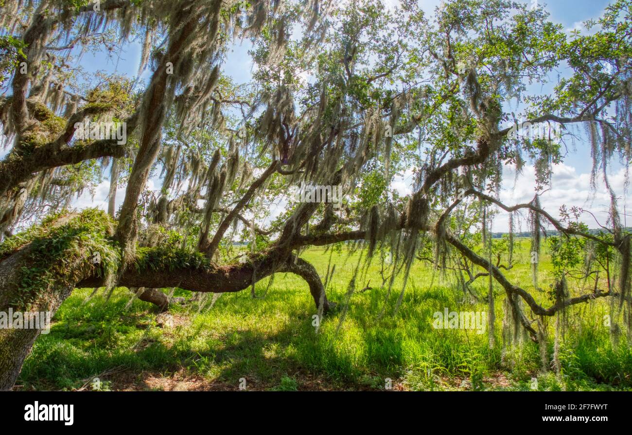 Live Oak tree with Spanish Moss overhanging green field in Myakka River