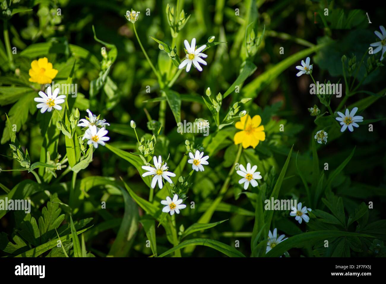 Nature comes to life. The flowers in the forest appear among the