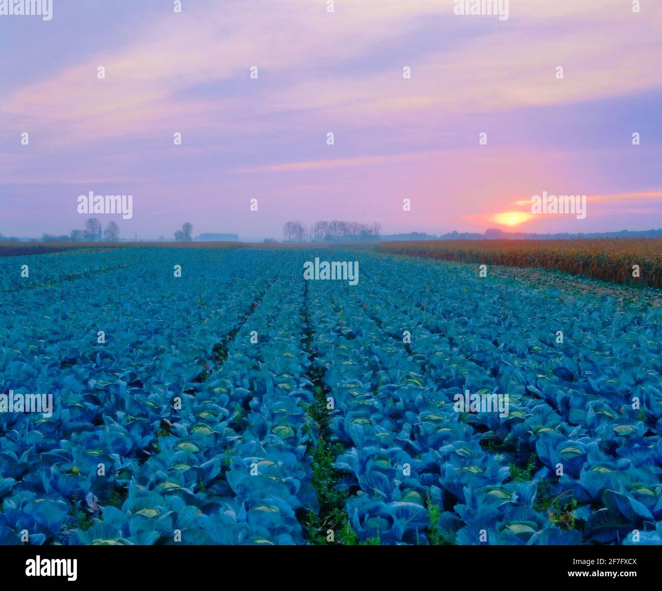 Cabbage field in agricultural landscape, dawn, Stock Photo
