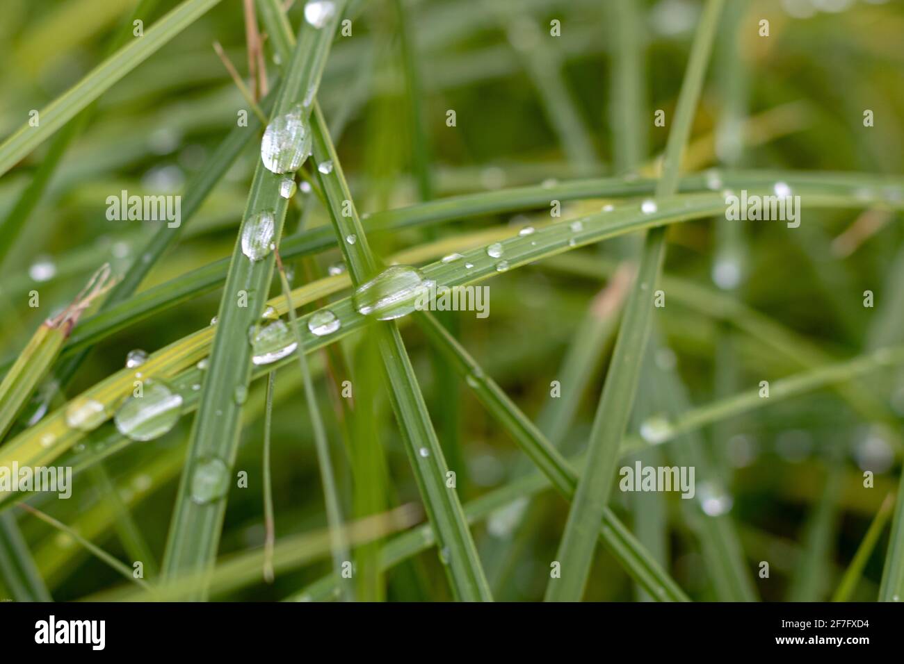 grass with dew drops, macro and selective focus Stock Photo - Alamy