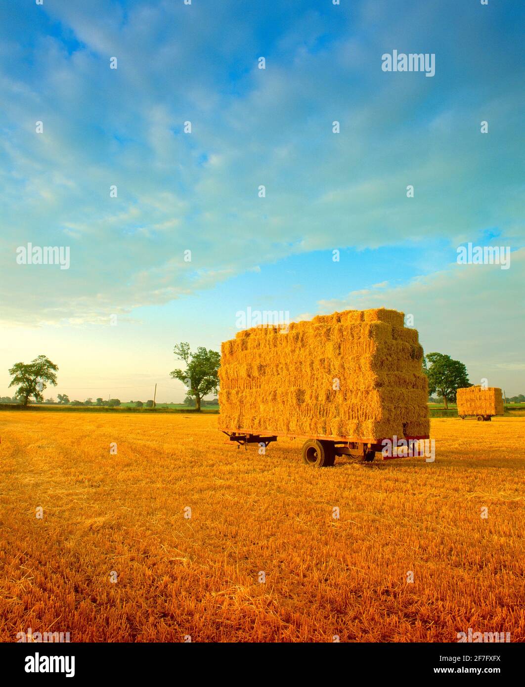 UK, straw bales after harvest Stock Photo Alamy
