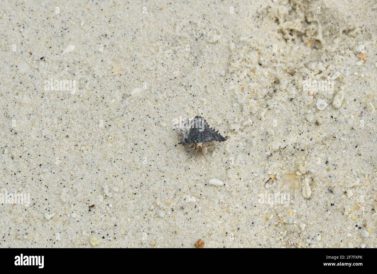 hermit crab crawling on sand at beach from Lipe island travel location in Thailand Stock Photo