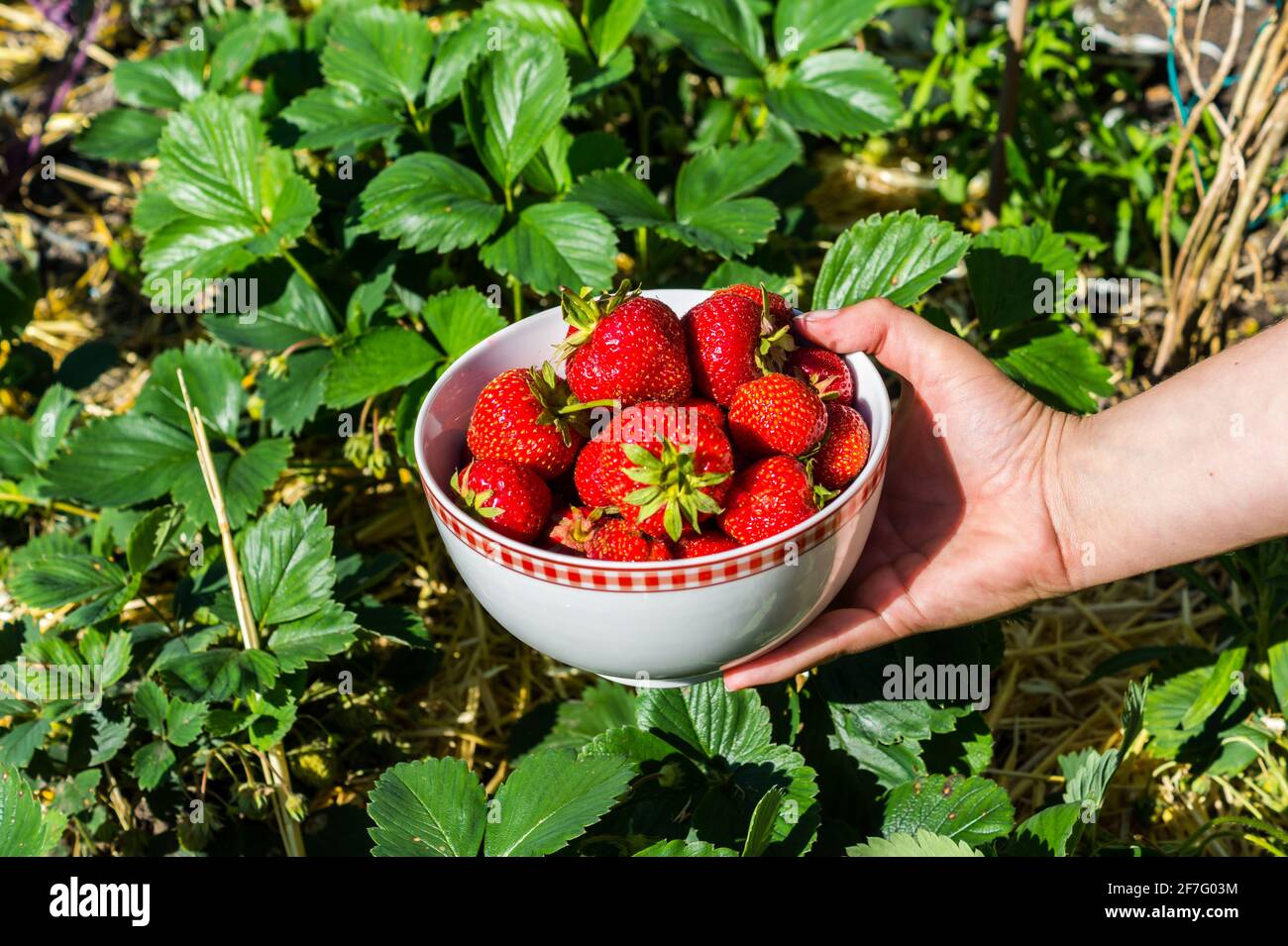 Strawberries garden hi-res stock photography and images - Alamy
