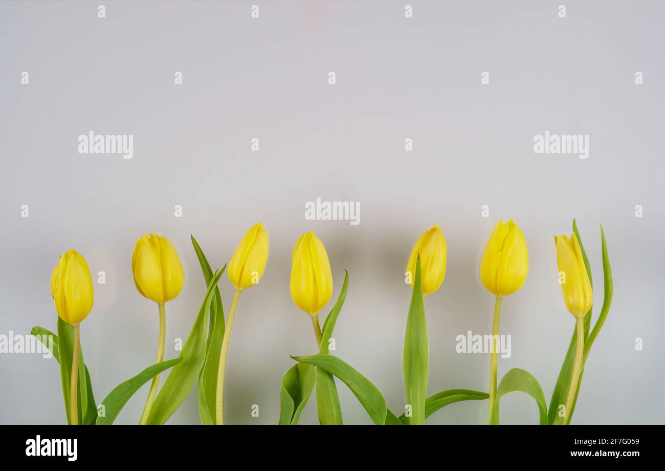 Tulips flowers on a color background High Quality Photo Stock Photo