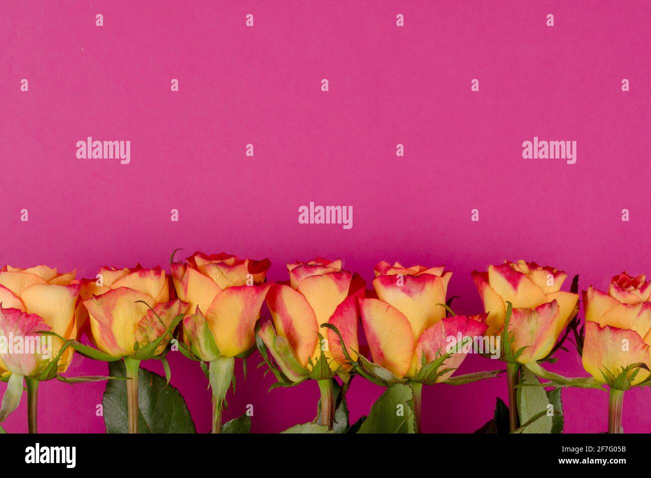 Pink rose flowers on a color  background  flat lay High Quality Photo Stock Photo