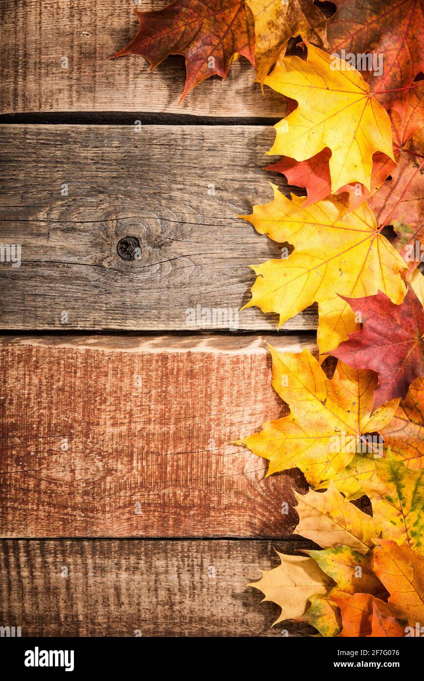 Autumn background with maple leaves Stock Photo - Alamy