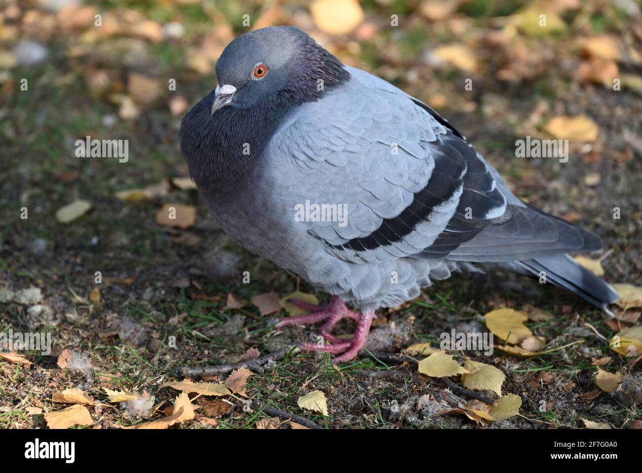 Pigeon chest puffed hi-res stock photography and images - Alamy