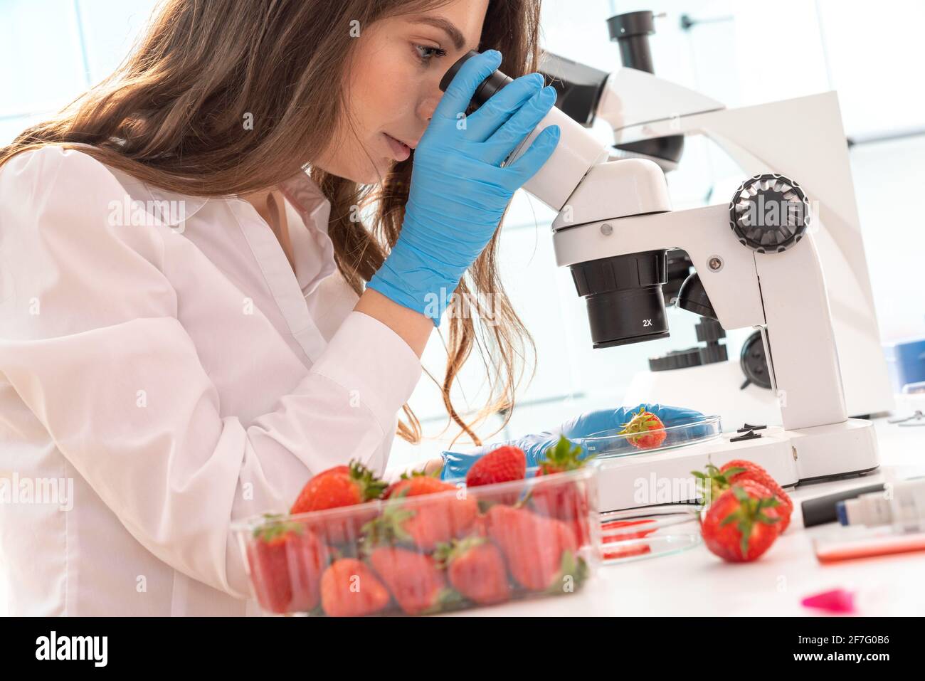 Quality inspection of  food  Checking the content of nitrates and herbicides in strawberries Stock Photo