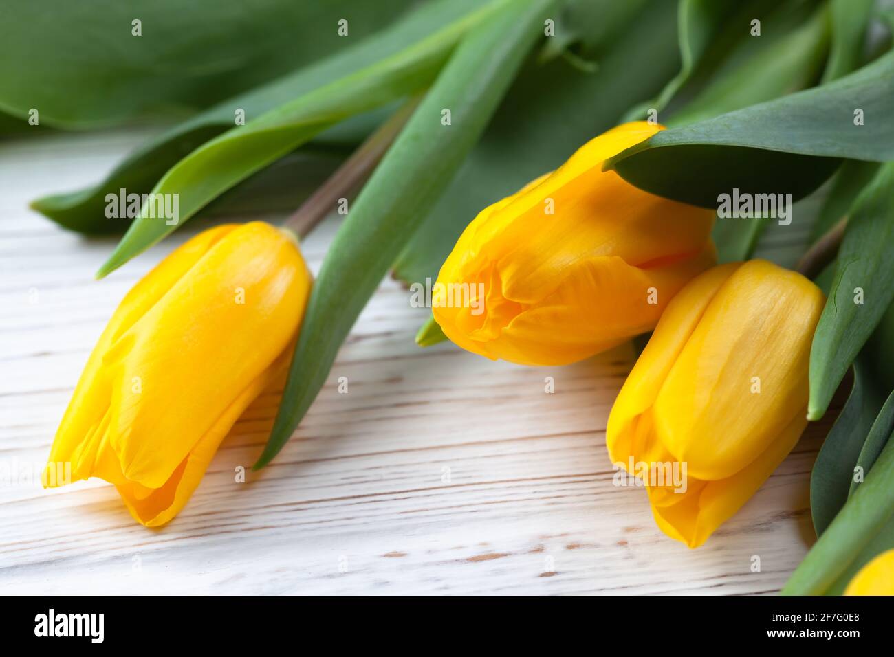 Three buds of bright yellow tulips on a white wooden background Stock Photo