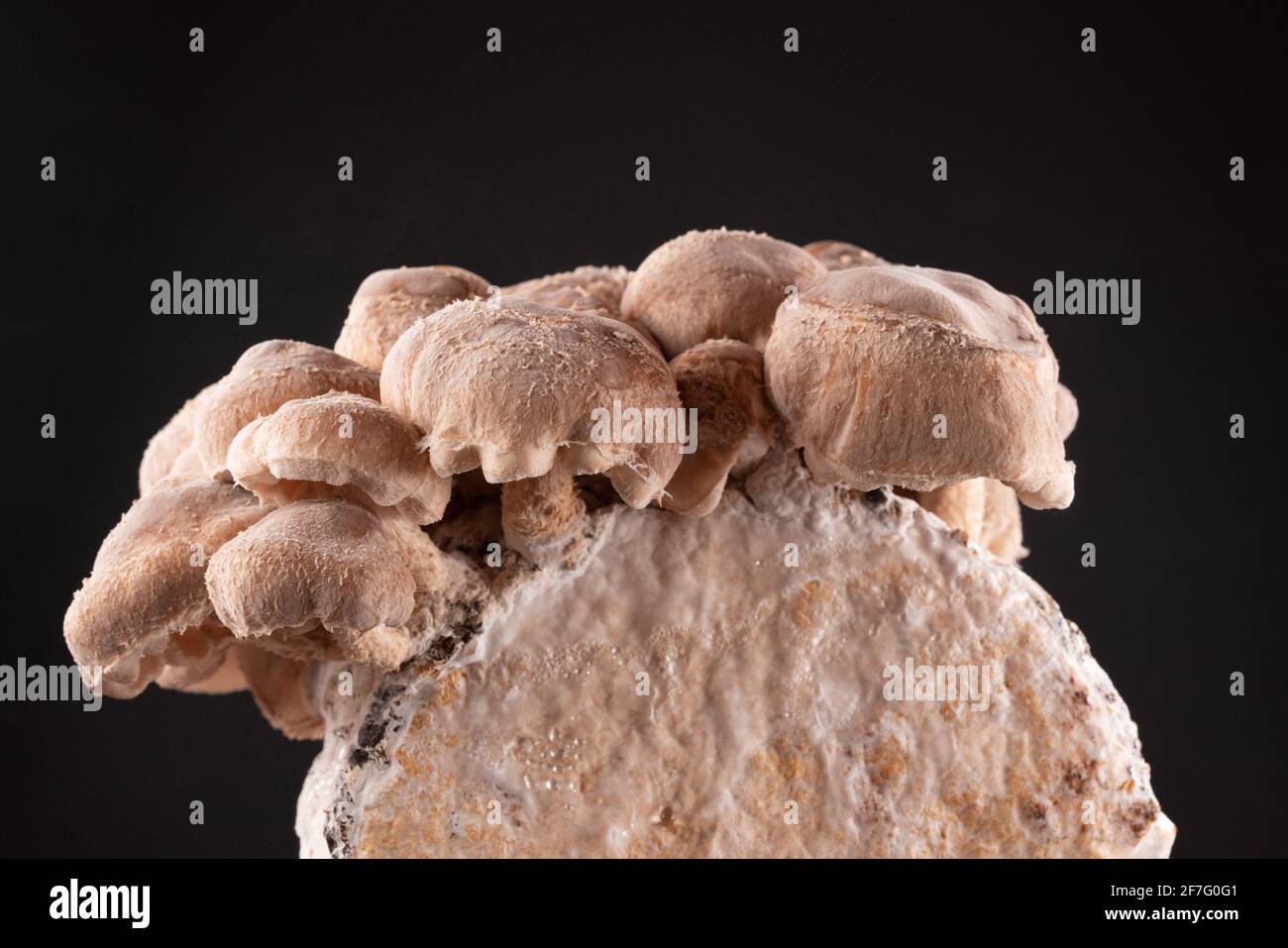 Shiitake Mushrooms on mycelium block.  It is considered a medicinal mushroom in some forms of traditional medicine Stock Photo