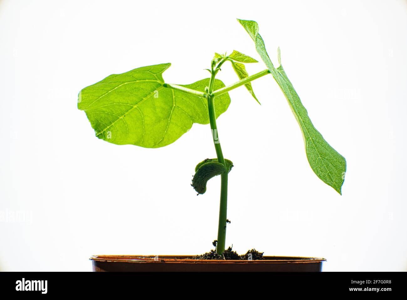 Young plant growing Stock Photo