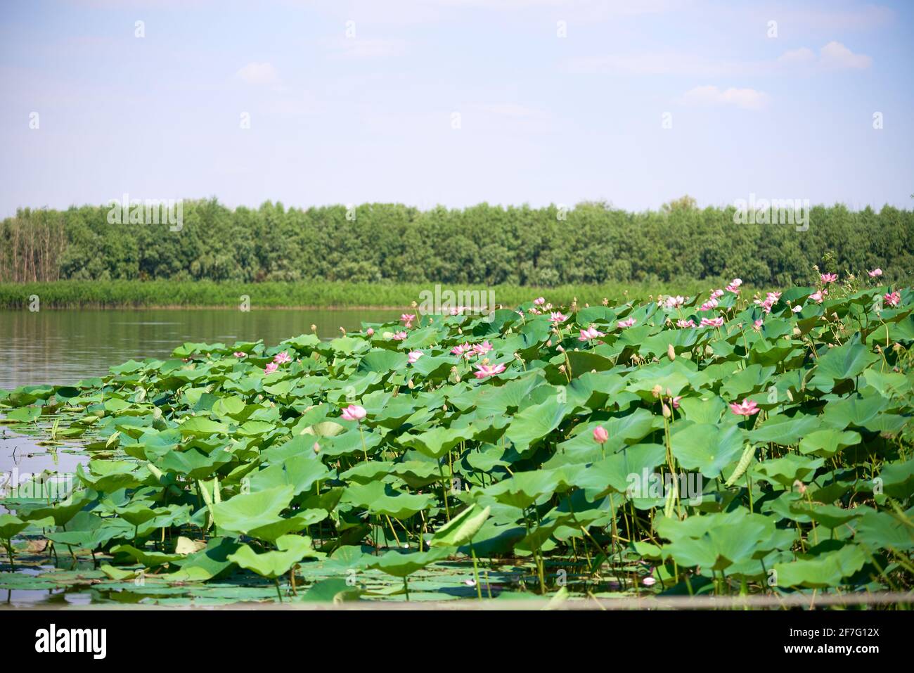 lotus field in the volga river delta in the city of astrakhan stock photo alamy