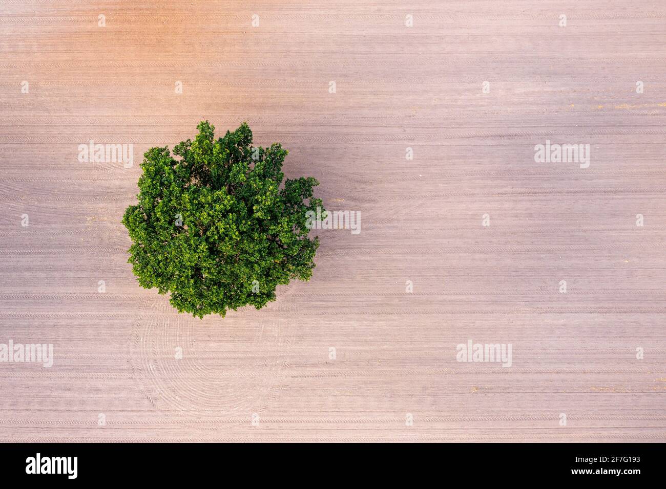 top down aerial view on a lone tree in the middle of a cultivated field ...