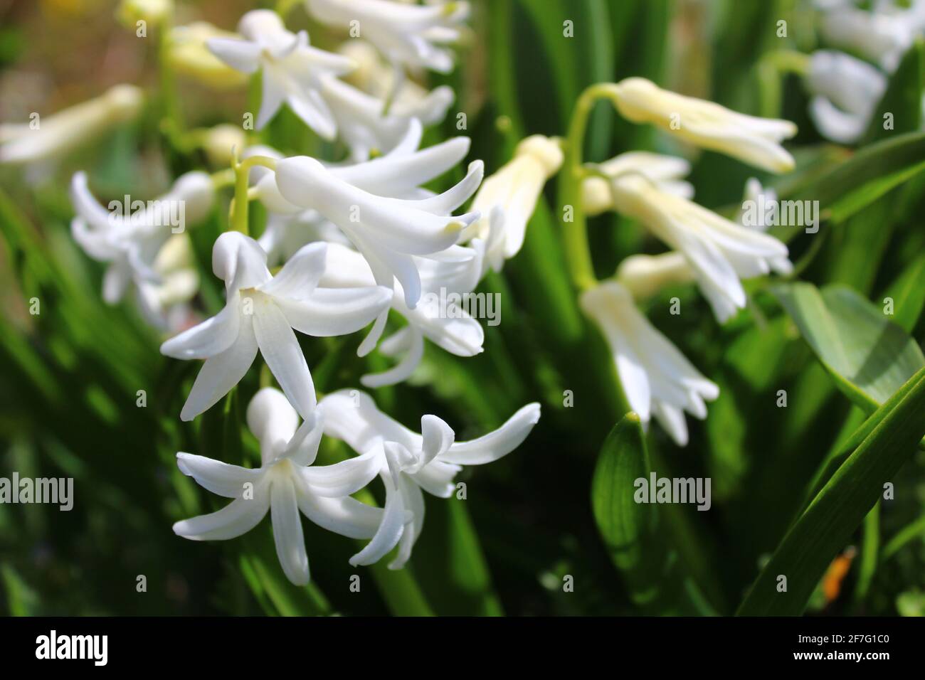 white hyacinth in the garden Stock Photo