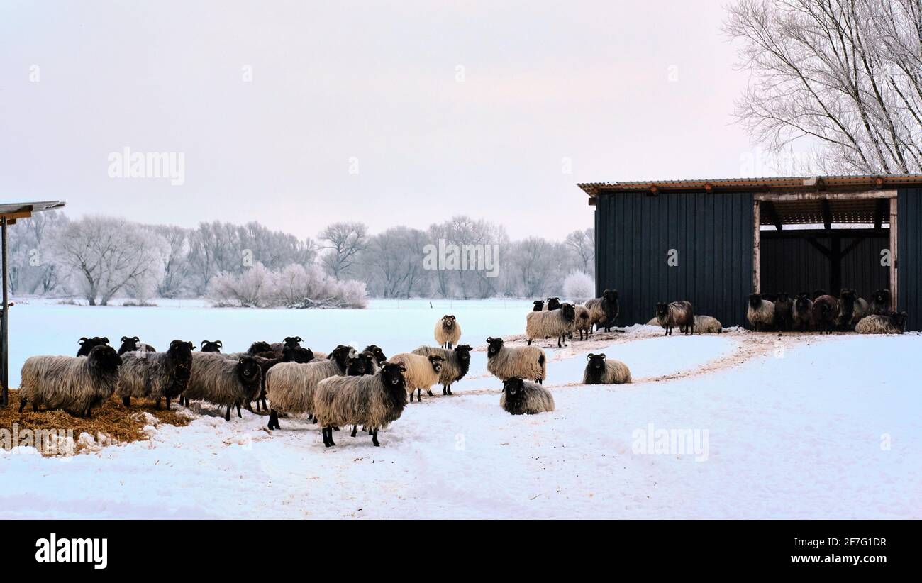 13 February 2021, Lower Saxony, Brunswick: Heidschnucken stand unimpressed by the frosty temperature of minus 16 degrees Celsius on a snowy pasture in the Braunschweig Okeraue in the district of Watenbüttel. Photo: Stefan Jaitner/dpa Stock Photo