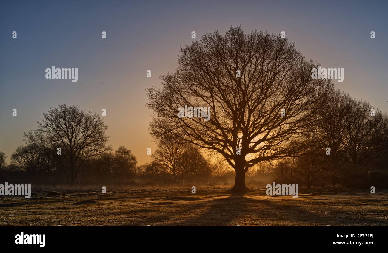 Oak tree sunrise silhouette hi-res stock photography and images - Alamy
