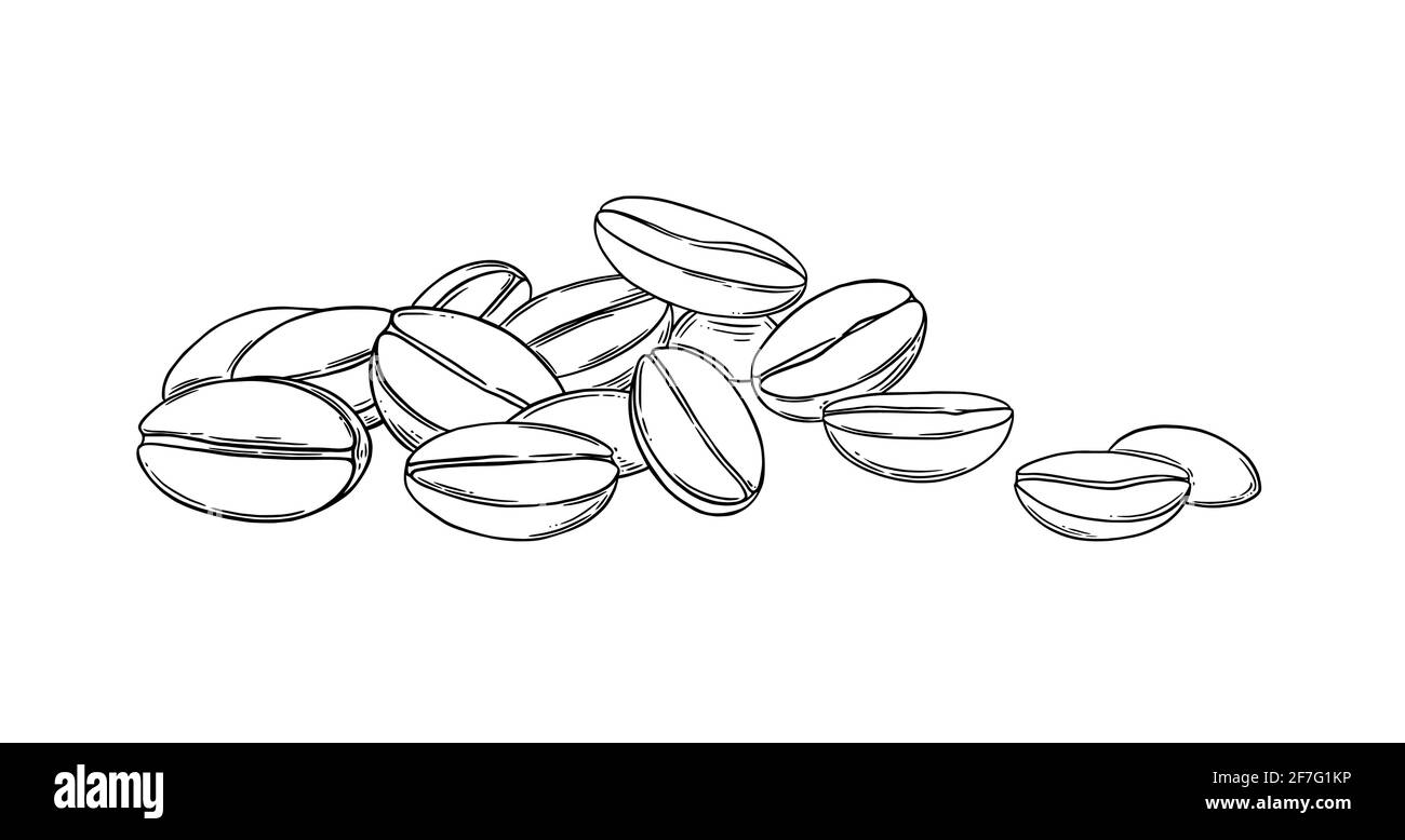 Coffee beans sketch. Aromatic coffee seeds isolated on white background