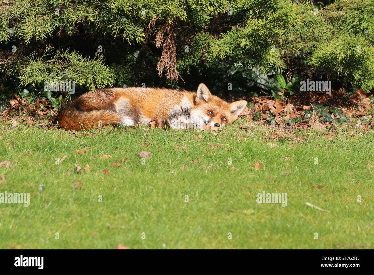 Fox lying down, eyes just open, looking, in sun under trees on grass in back garden, ear pricked up Stock Photo