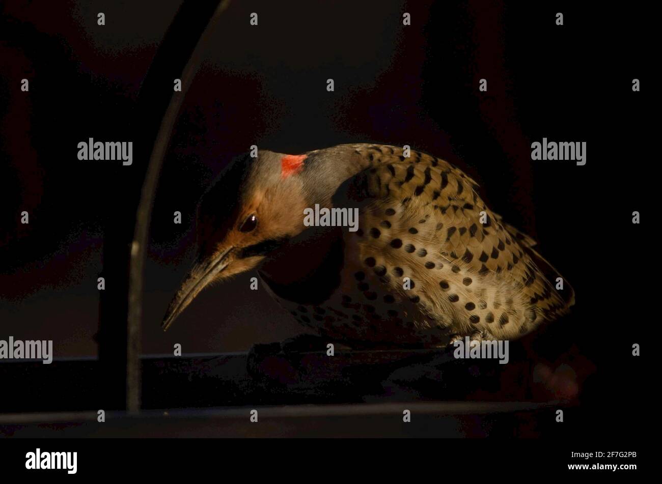 Northern Flicker woodpeckeron a feeder Stock Photo