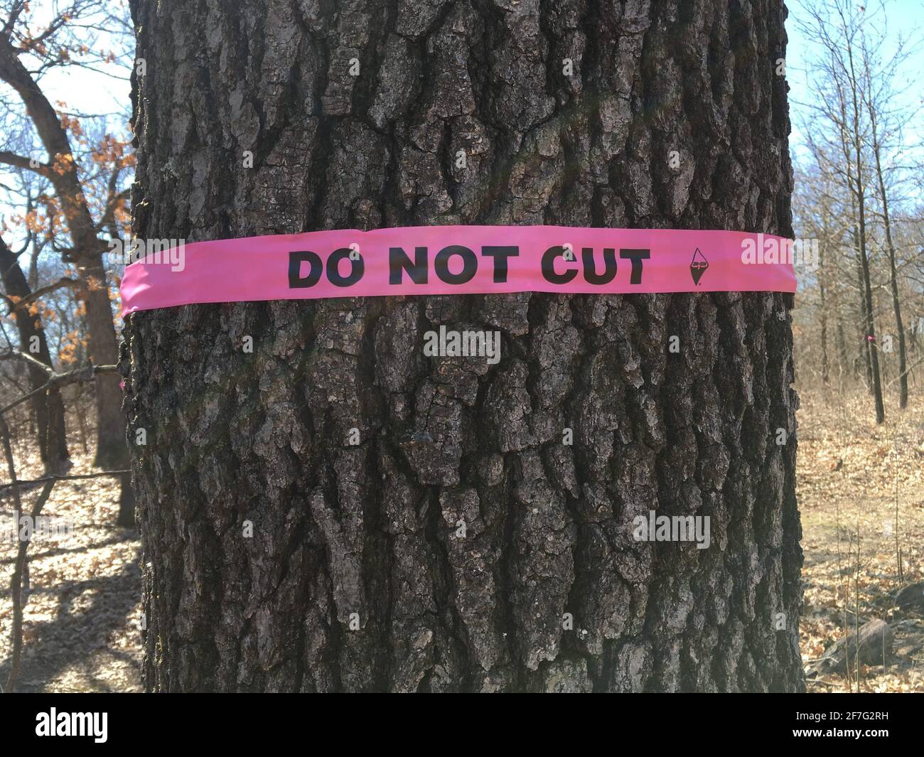 Close-up of mature black walnut tree bark Stock Photo