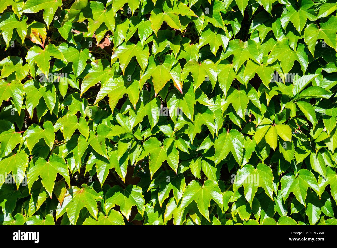 Wall covered with leaves of a girlish grapes Stock Photo