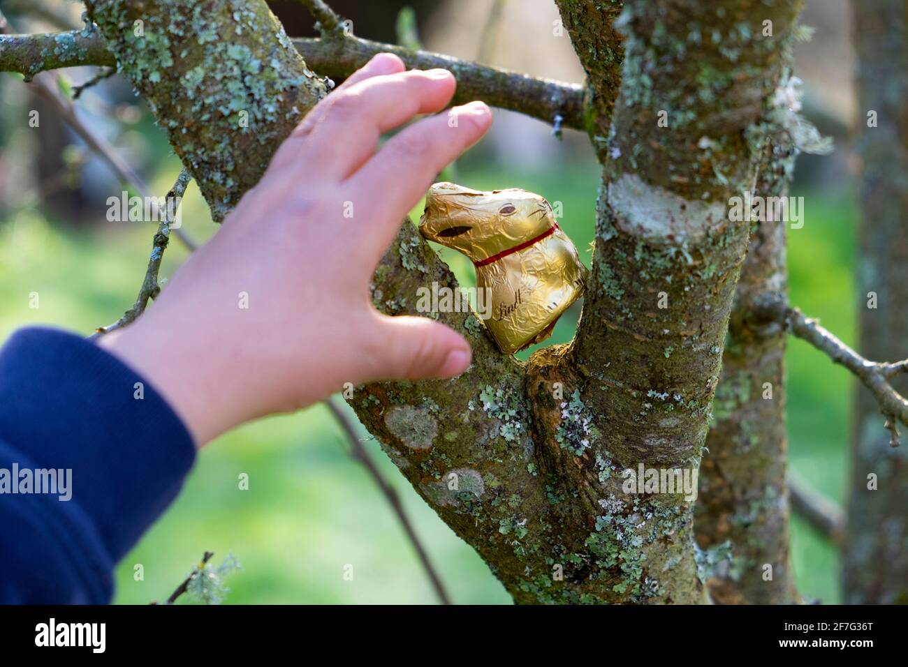 Child's hand reaching for Lindt chocolate Easter bunny sitting in tree on an Easter egg hunt in Wales UK   KATHY DEWITT Stock Photo