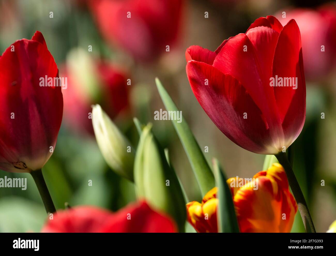 Yellow Daffodils and red Tulips bloom in the Spring garden Stock Photo