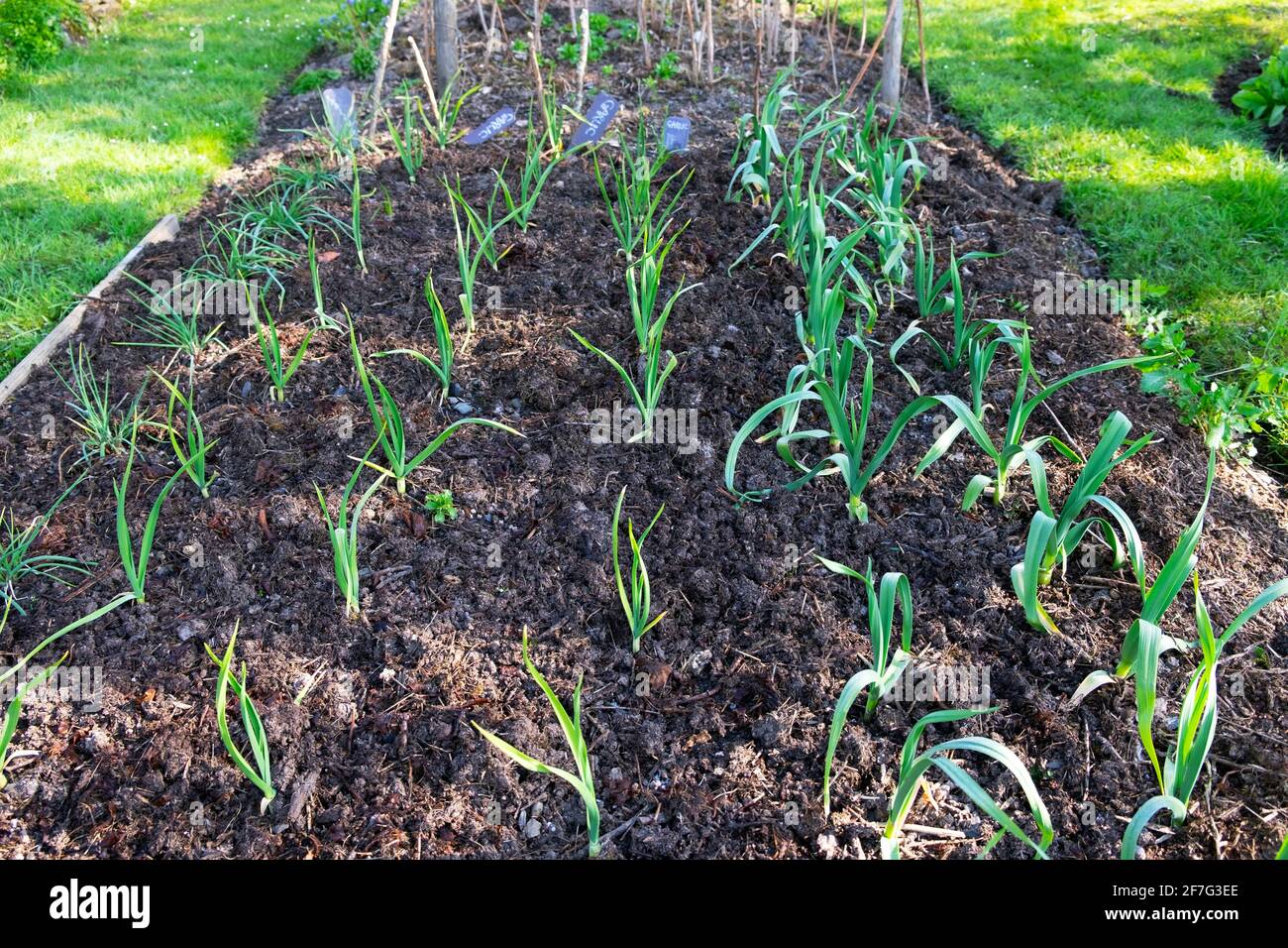 Garlic, elephant garlic, onions growing in vegetable bed with compost mulch in spring April garden in Carmarthenshire West Wales UK  KATHY DEWITT Stock Photo