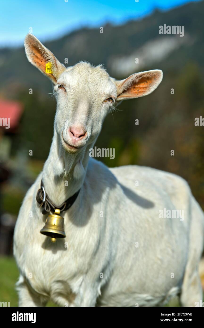 Unhorned Saanen goat with bell, Saanen, Obersimmental-Saanen, Canton of Bern, Switzerland Stock Photo