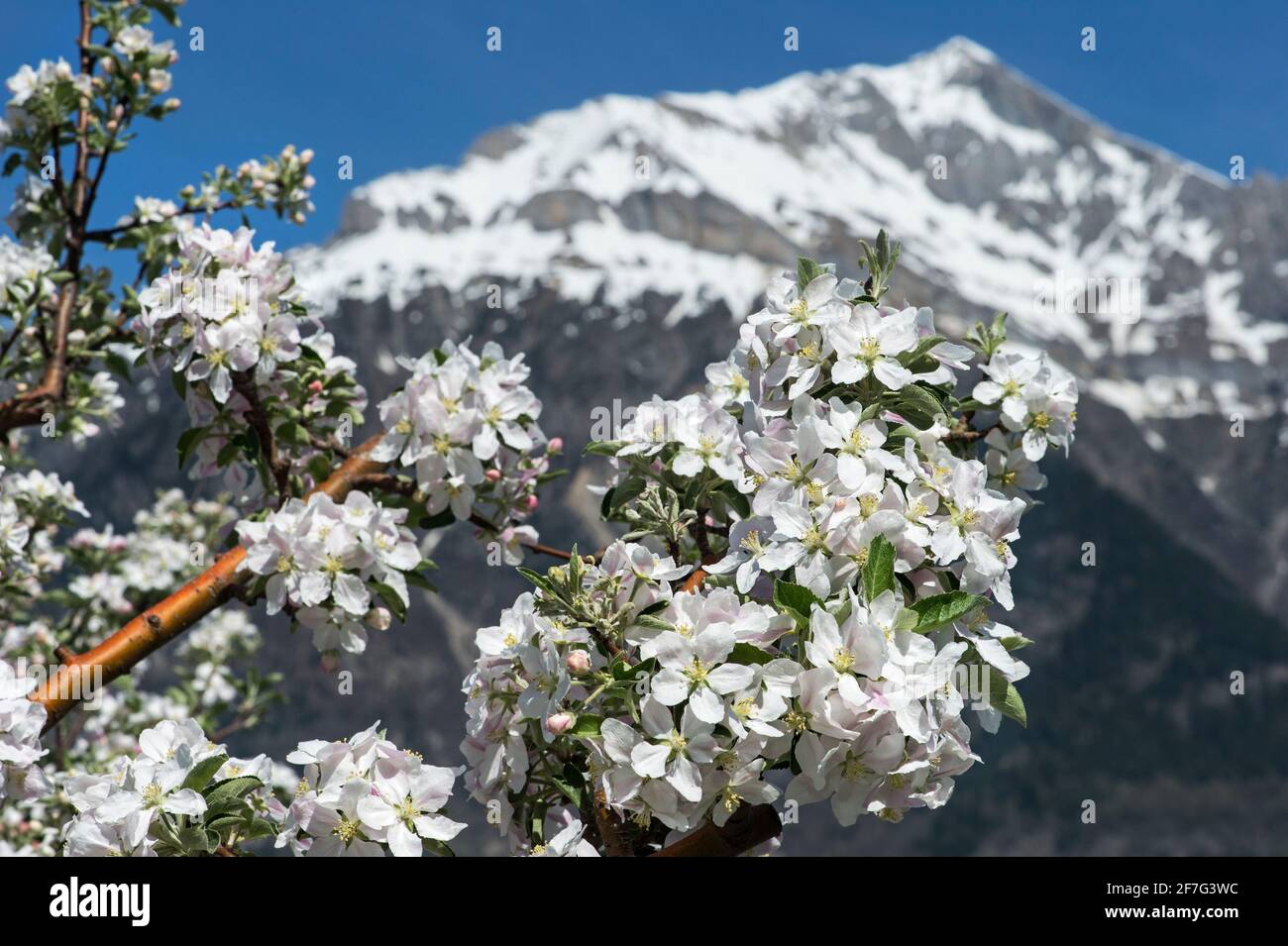 Blooming branch of an apple tree, Fully, Valais, Switzerland Stock Photo