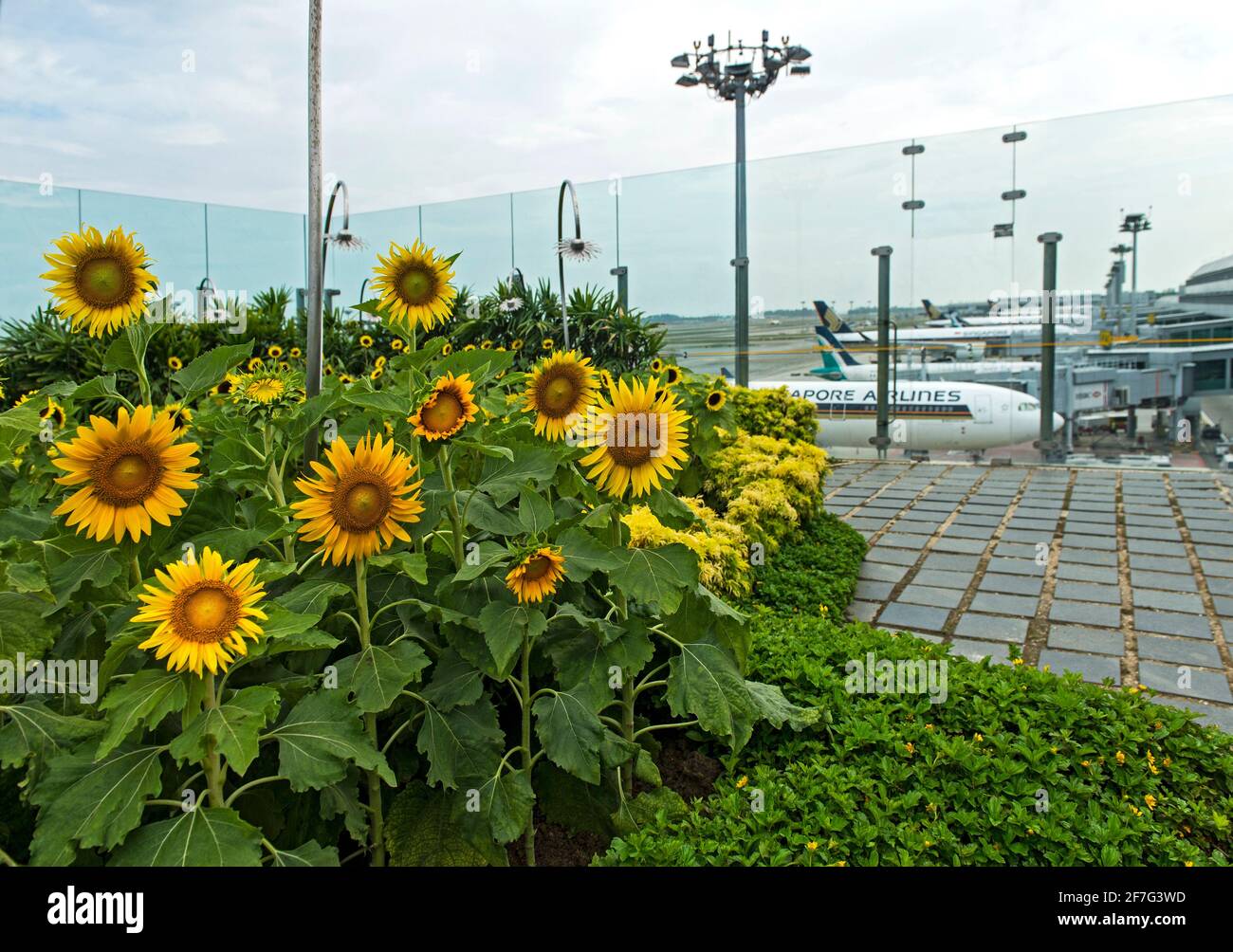 Sunflower Garden on the rooftop of terminal 2, Singapore Changi Airport, Singapore Stock Photo