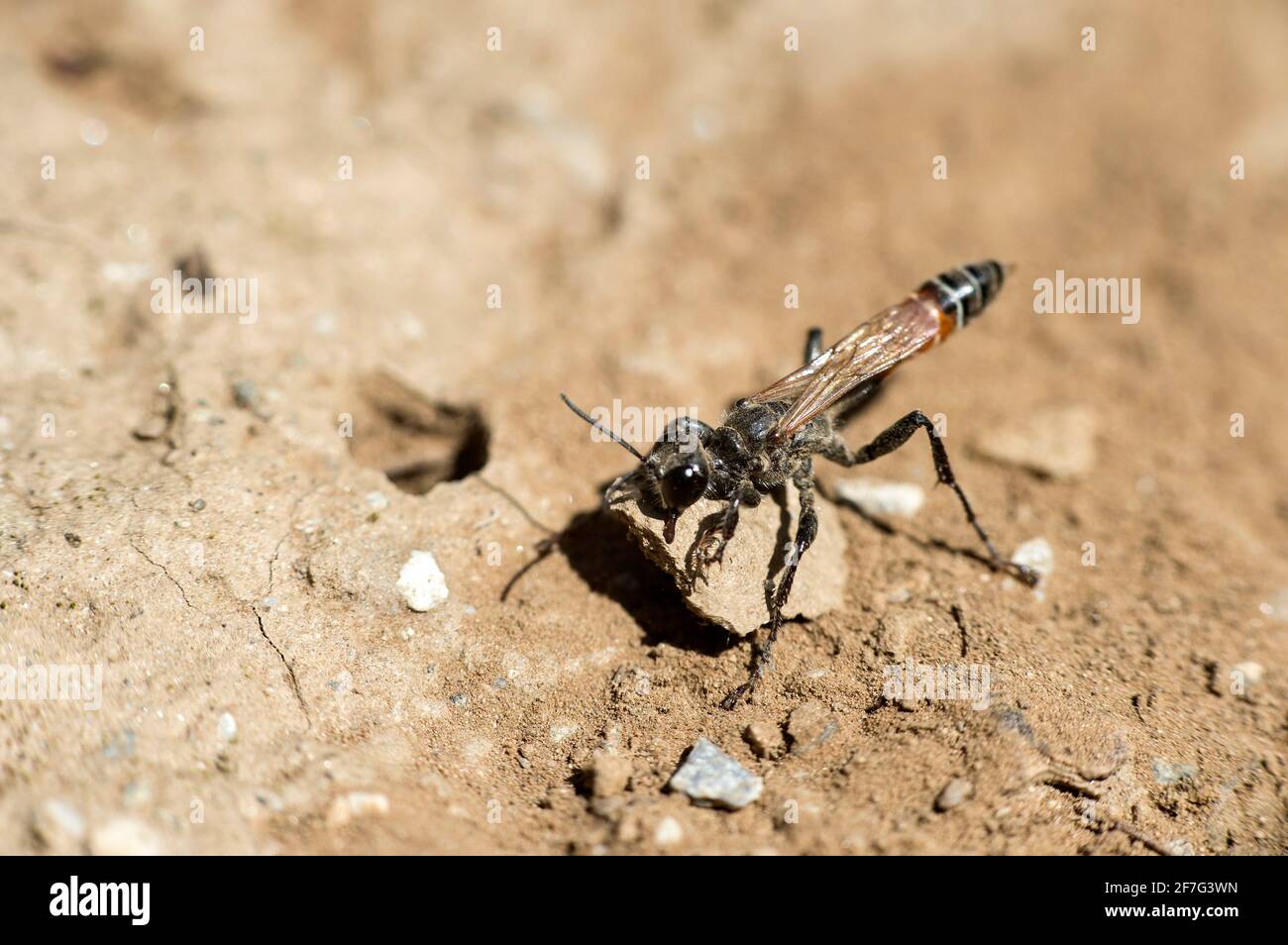 Female of Prionyx kirbii, a thread-waisted wasp from the Sphecidae family, closing its nest burrow with a stone, Valais, Switzerland Stock Photo