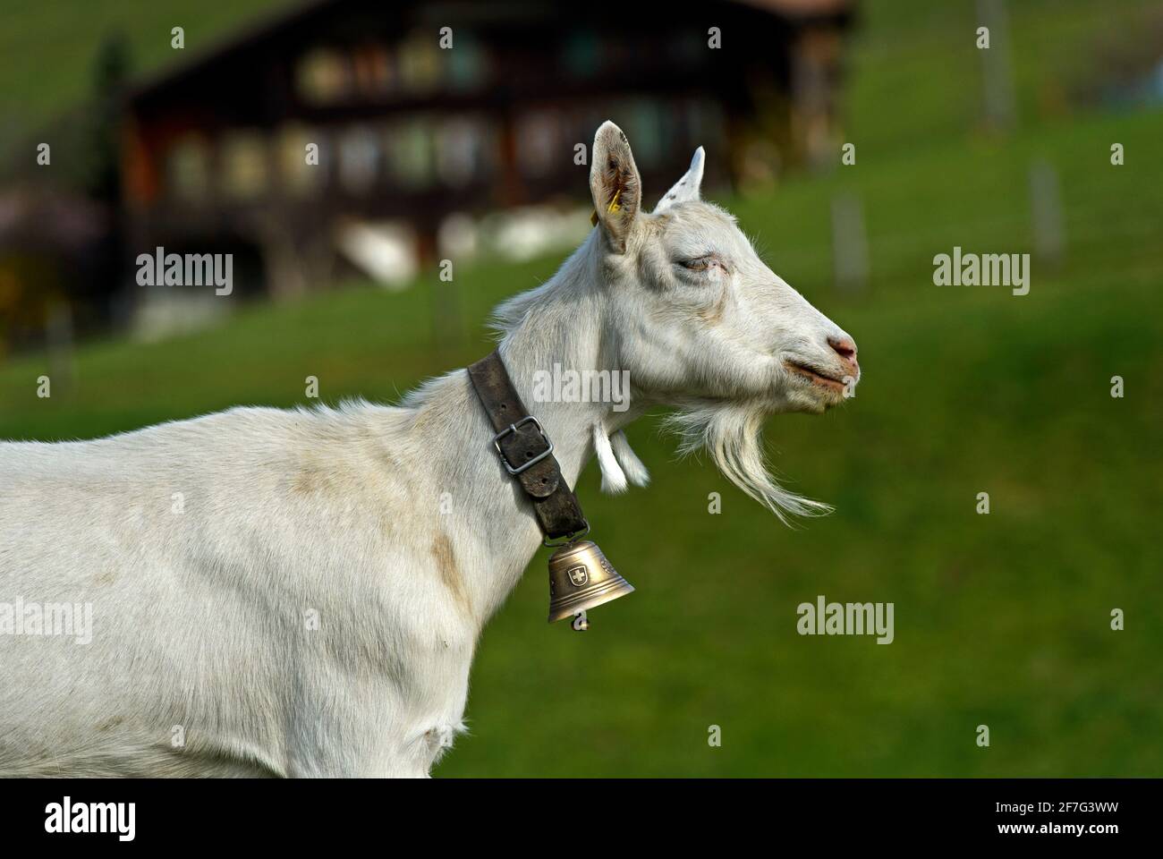 Saanen goat, unhorned billy goat with goatbeard and bell, Saanen, Obersimmental-Saanen, Canton of Bern, Switzerland Stock Photo