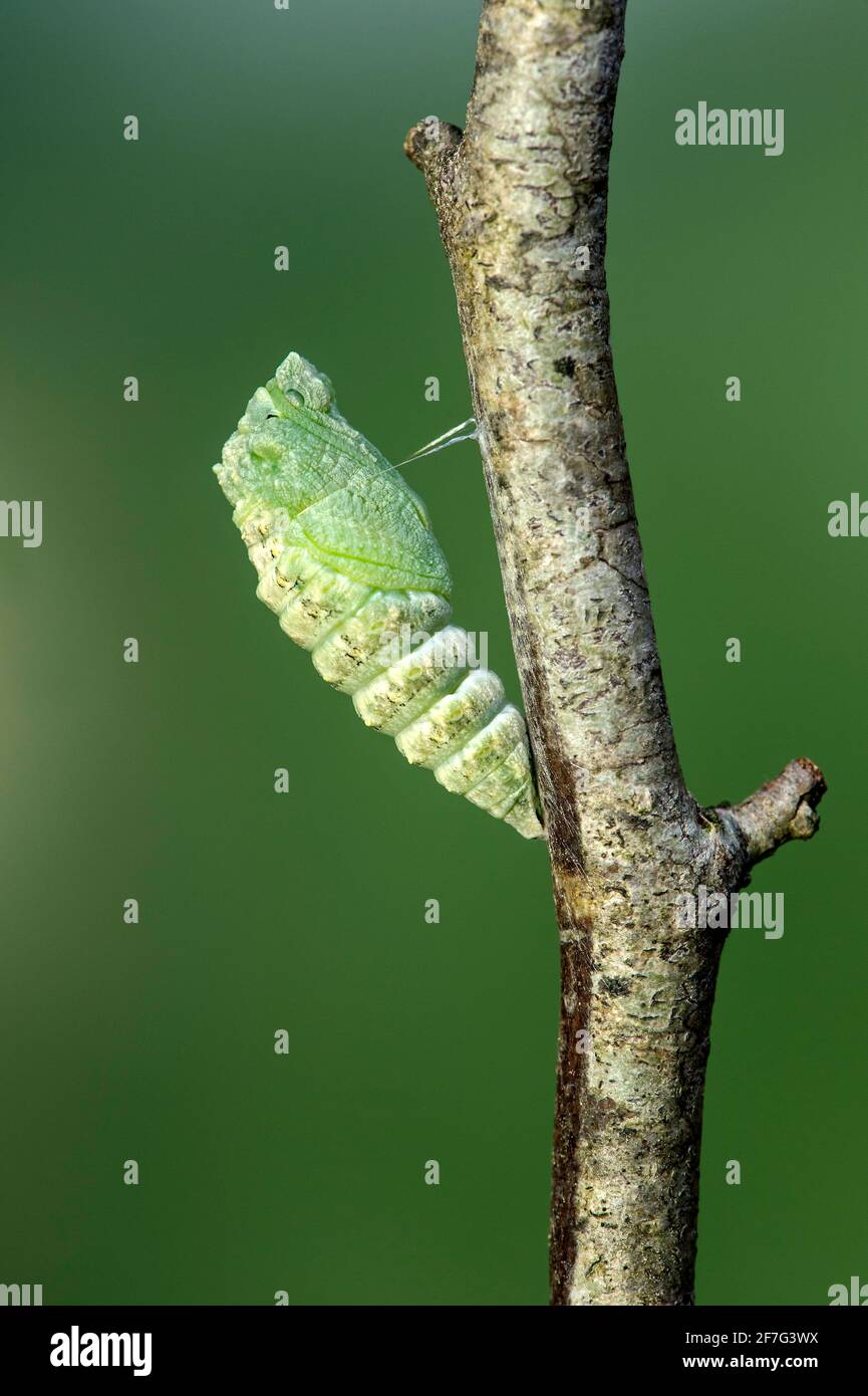 Freshly pupated Old World Swallowtail butterfly (Papilio machaon), Switzerland Stock Photo