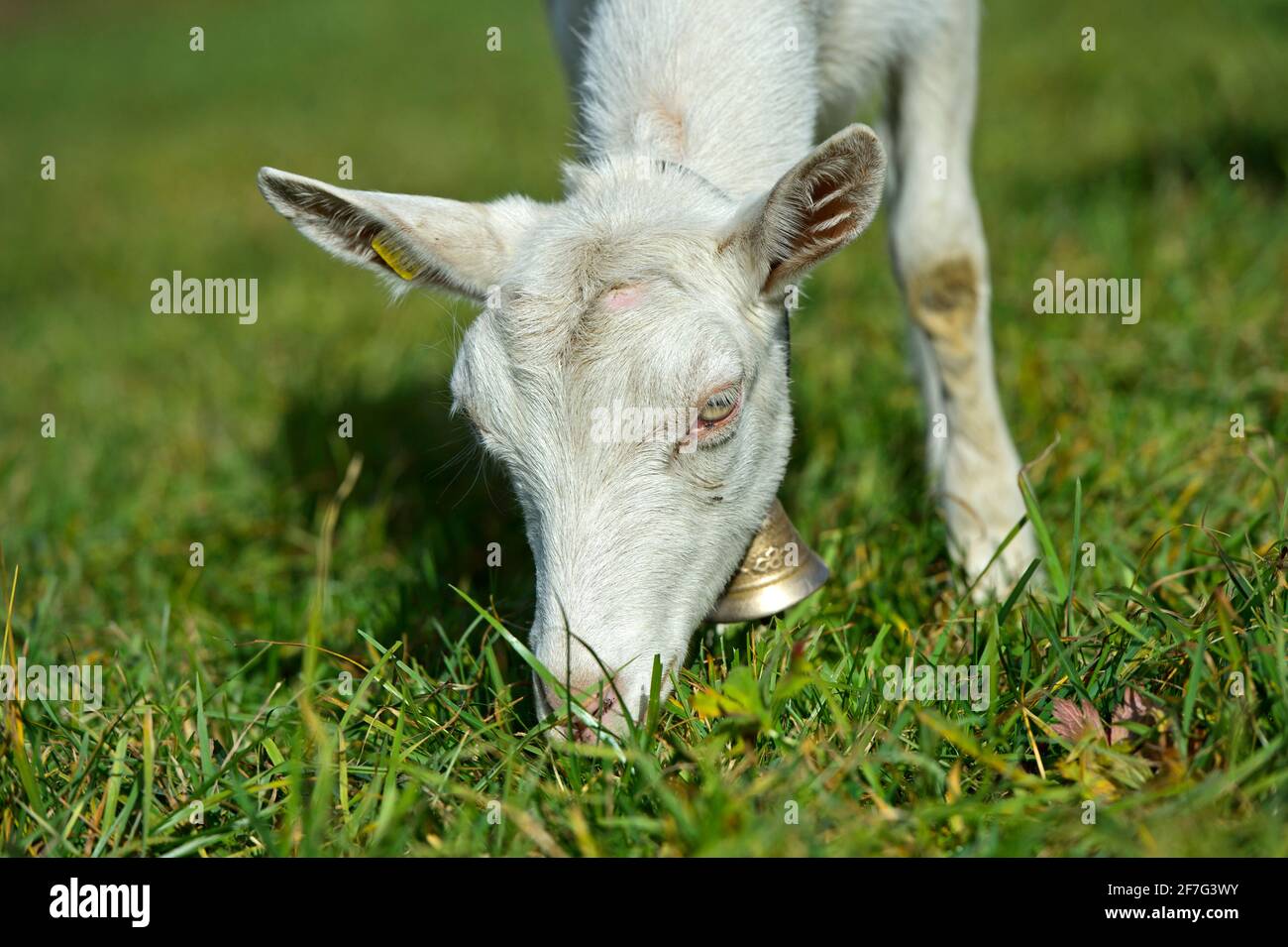 Grazing unhorned Saanen goat, Saanen, Obersimmental-Saanen, Canton of Bern, Switzerland Stock Photo