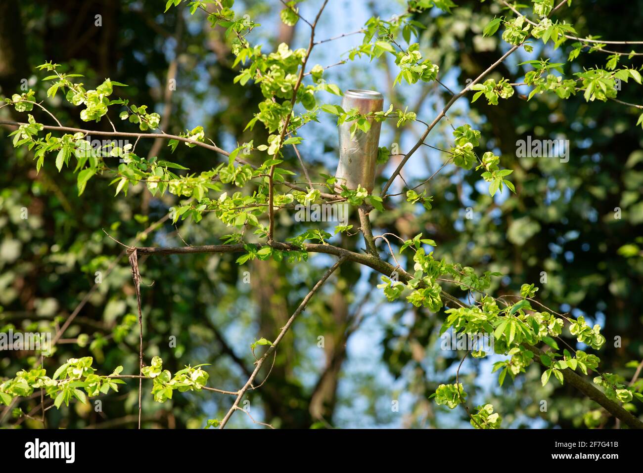Italy, Lombardy, Coke Can Left on a Tree Branch Stock Photo