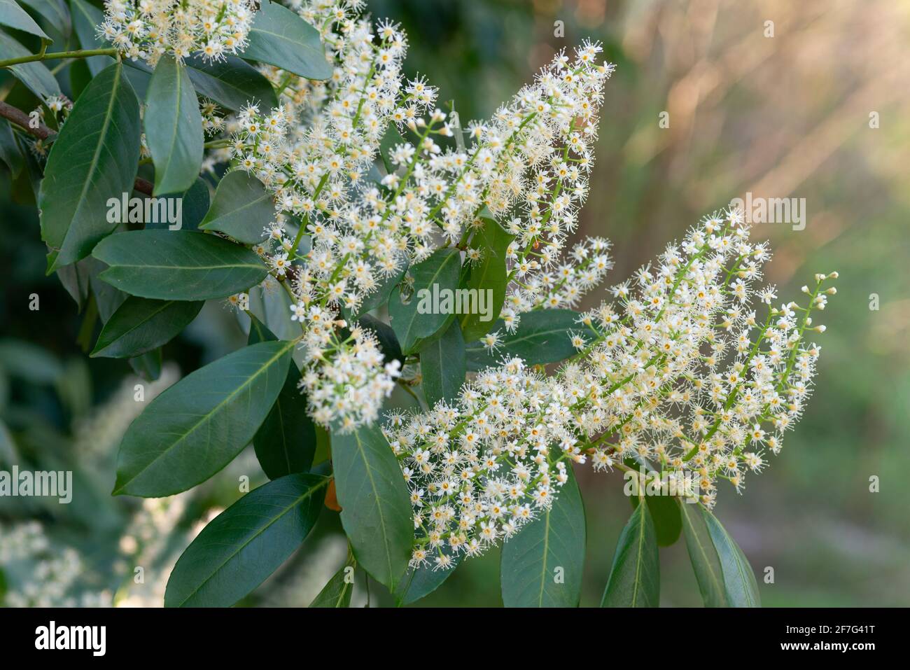 Italy, Lombardy, Flowers of the Cherry Laurel, Prunus Laurocerasus Stock Photo