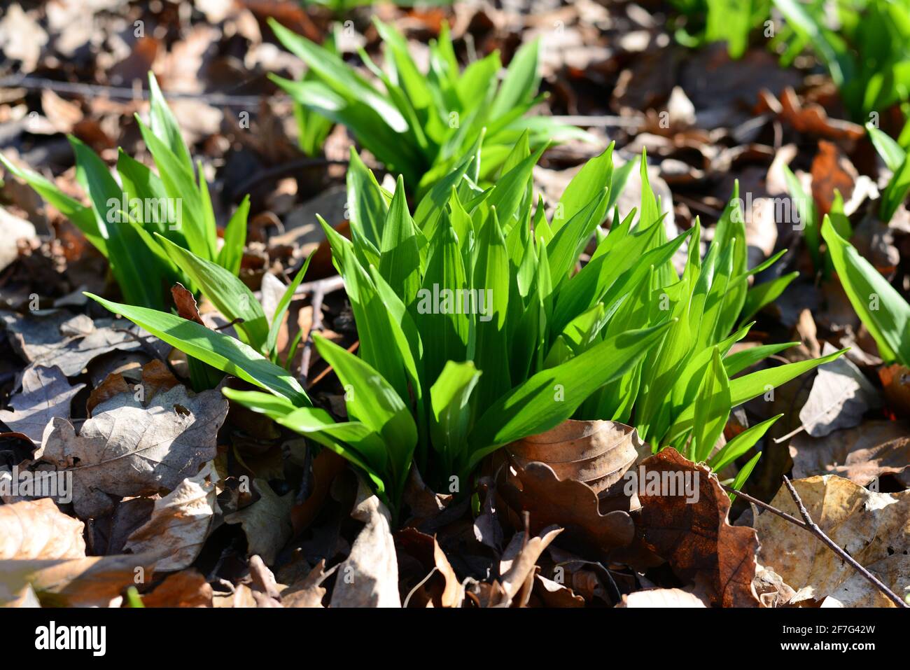 Wild garlic plants in a forest. Close-up Stock Photo