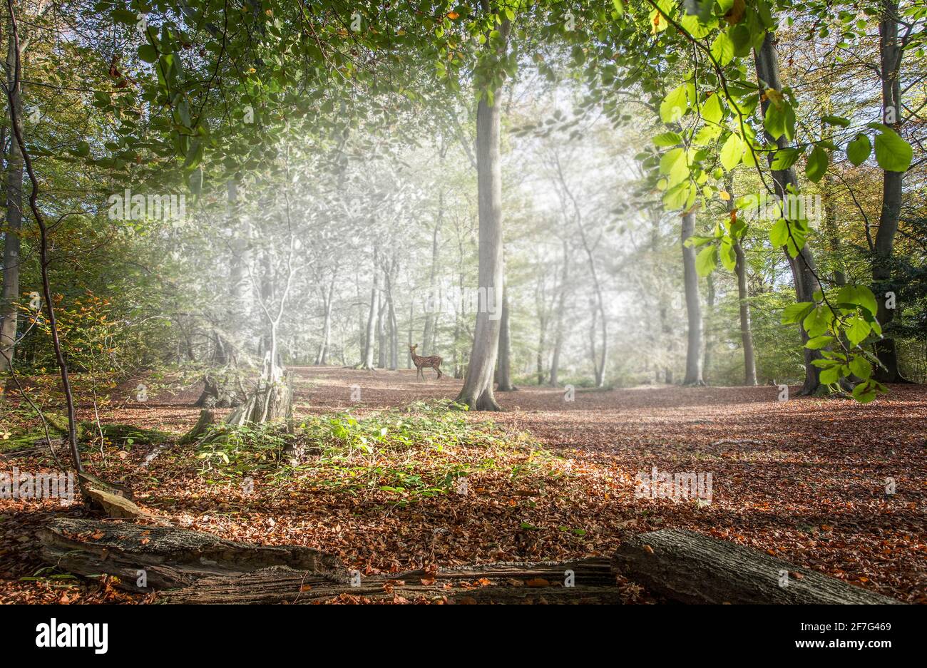 Wild deer in misty woodland uk Stock Photo