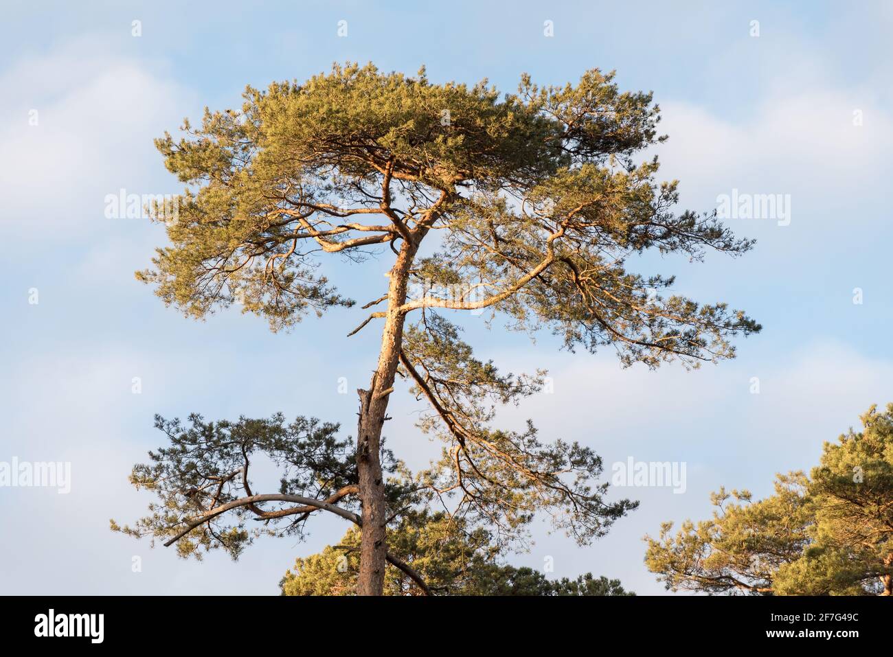Coniferous evergreen tree trunk and tree top against blue sky Stock Photo