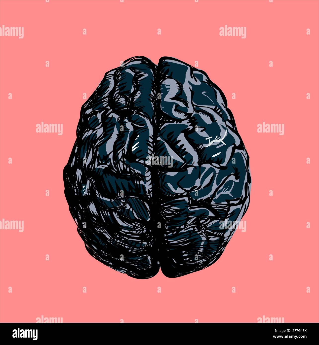 Illustration of human brain Stock Photo - Alamy