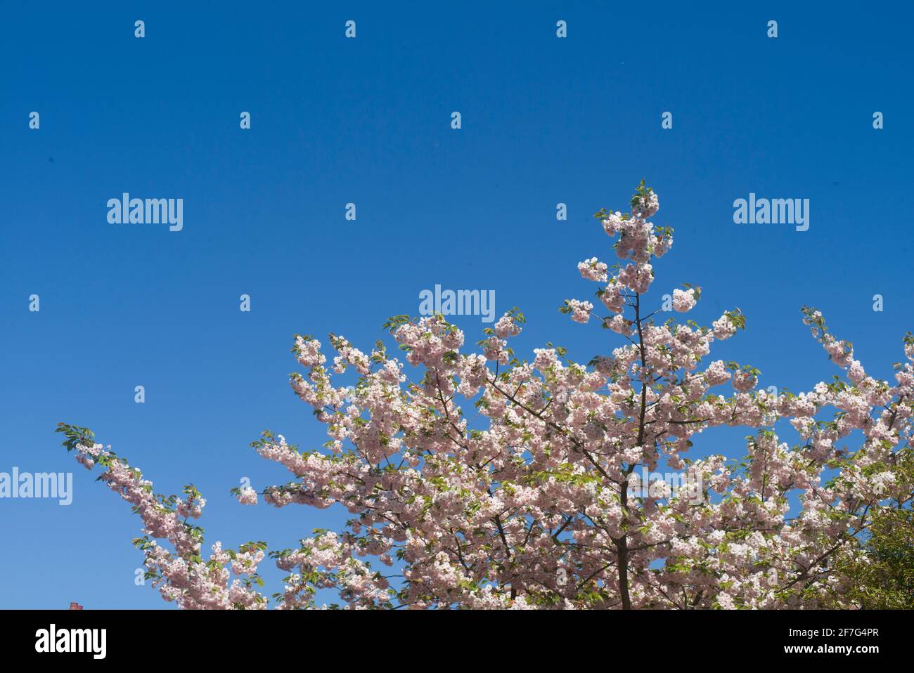 Cherry blossoms with clear blue sky Stock Photo