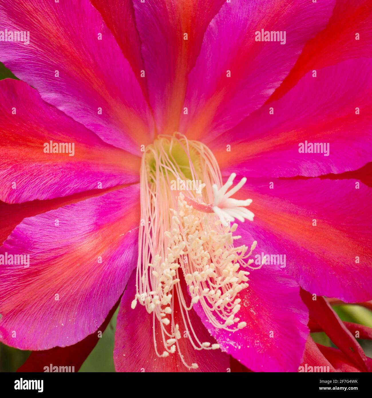 Hawaiian vintage fabric hi-res stock photography and images - Alamy