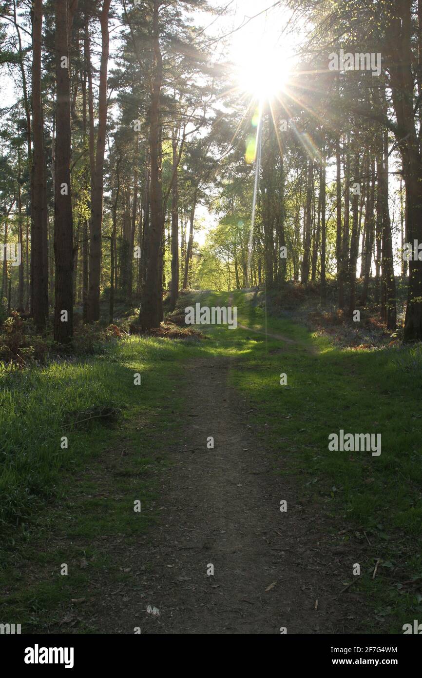 Tall trees sunburst hi-res stock photography and images - Alamy