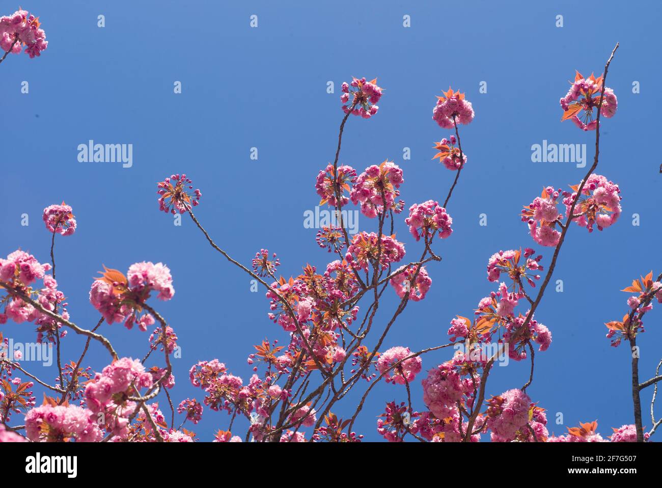 Cherry blossoms with clear blue sky Stock Photo