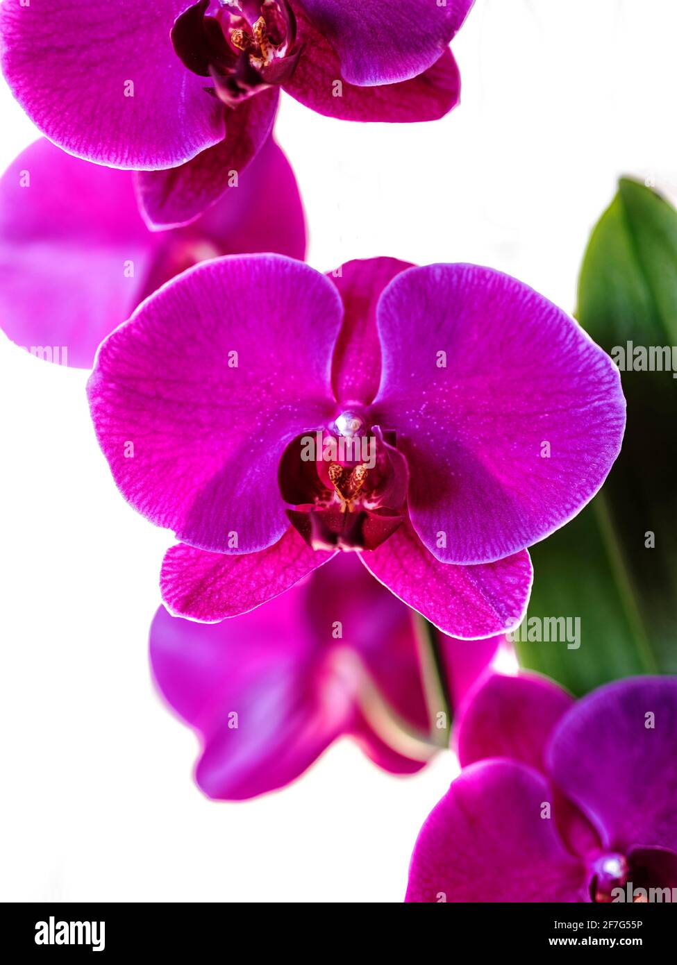 Phalaenopsis Orchids Stock Photo