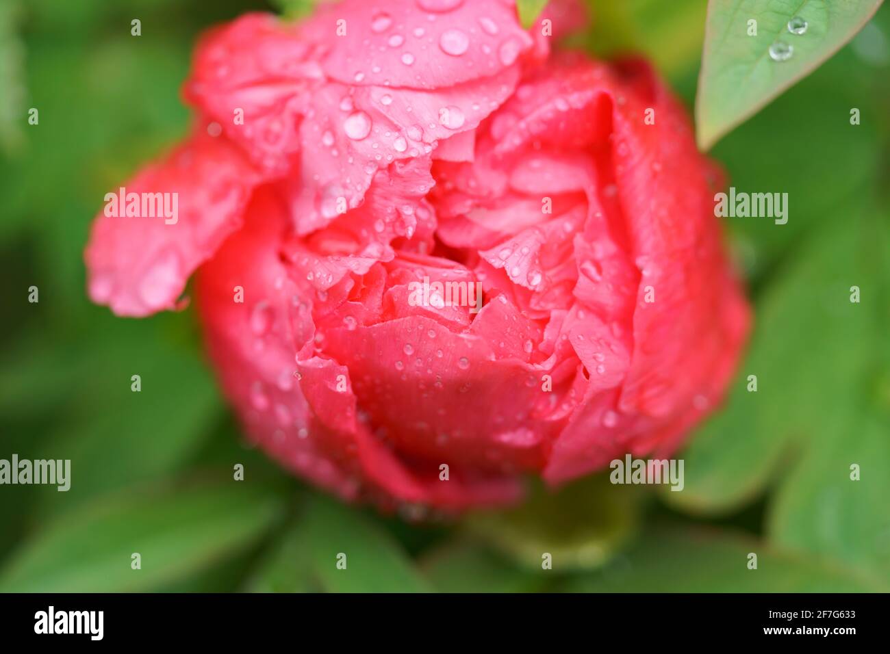 Peony in Luoyang Stock Photo