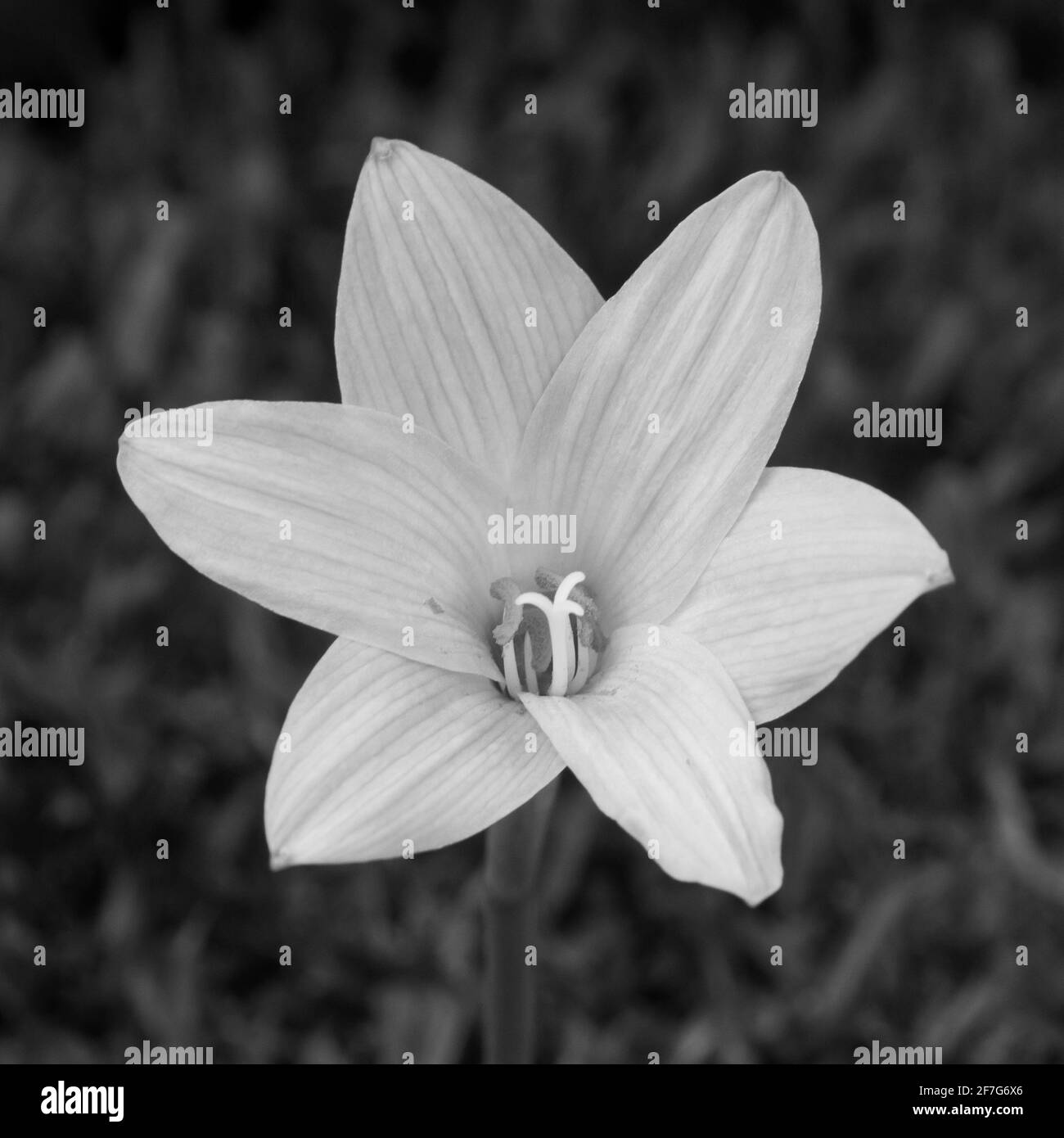 Wildflower Black and White Stock Photos & Images - Alamy